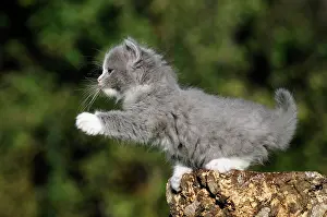 Lift: Ragdoll, blue mitted solid, grey kitten, 7 weeks