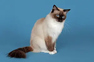 Ragdoll: Ragdoll cat, 4 years, Seal Mitted color Ragdoll