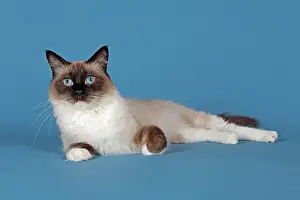 Ragdoll: Ragdoll cat, 4 years, Seal Mitted color Ragdoll