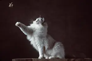Ragdoll: RAGDOLL CAT - BLUE