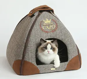 Posh: Ragdoll cat in a carrying box