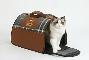 Posh: Ragdoll cat in a carrying box