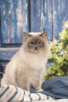 280918: Ragdoll cat indoors