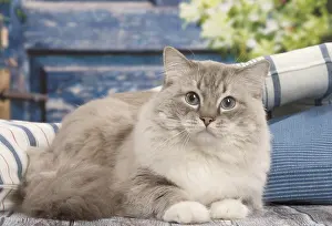 280918: Ragdoll cat indoors