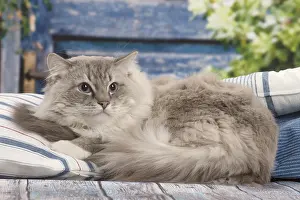 280918: Ragdoll cat indoors