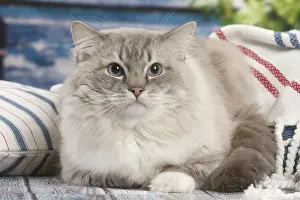 280918: Ragdoll cat indoors