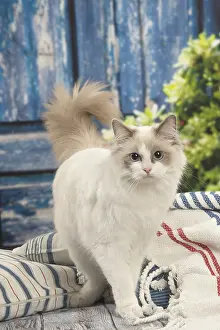 280918: Ragdoll cat indoors