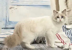 280918: Ragdoll cat indoors