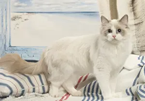 280918: Ragdoll cat indoors