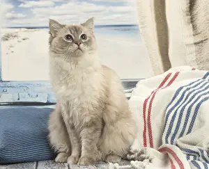 280918: Ragdoll cat indoors