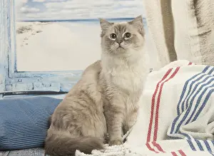 280918: Ragdoll cat indoors