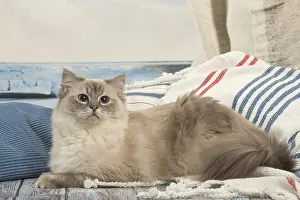 280918: Ragdoll cat indoors