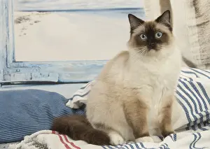 280918: Ragdoll cat indoors