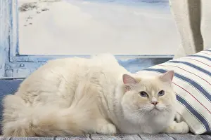 280918: Ragdoll cat indoors