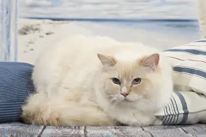 280918: Ragdoll cat indoors