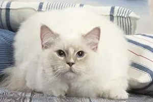 280918: Ragdoll cat indoors
