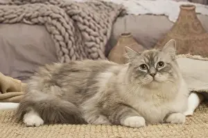 Ragdolls: Ragdoll cat indoors