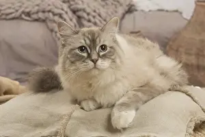 Ragdolls: Ragdoll cat indoors