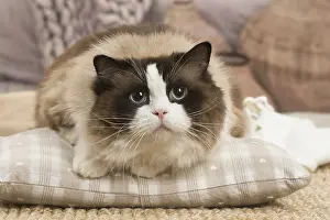 Ragdolls: Ragdoll cat indoors