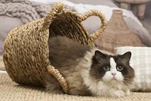 Ragdolls: Ragdoll cat indoors