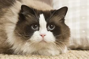 Ragdolls: Ragdoll cat indoors