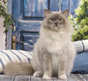 280918: Ragdoll cat indoors