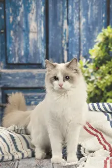 280918: Ragdoll cat indoors