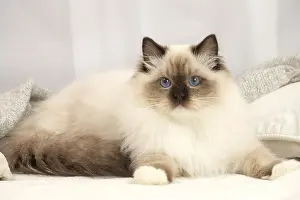 Ragdoll: Ragdoll cat indoors