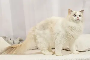 Ragdoll: Ragdoll cat indoors