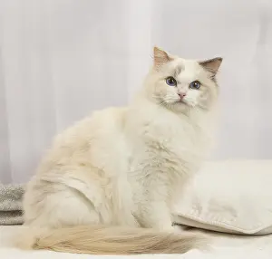 Ragdoll: Ragdoll cat indoors