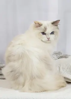 Ragdoll: Ragdoll cat indoors