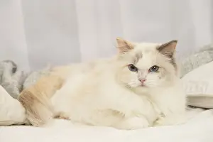 Ragdoll: Ragdoll cat indoors