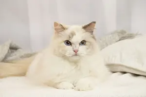 Ragdoll: Ragdoll cat indoors