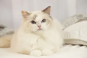 Ragdoll: Ragdoll cat indoors