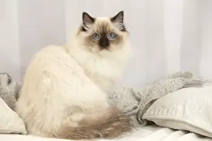 Ragdoll: Ragdoll cat indoors