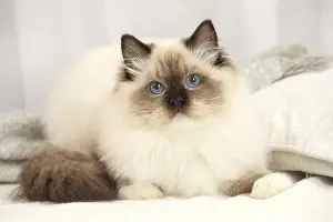 Ragdoll: Ragdoll cat indoors