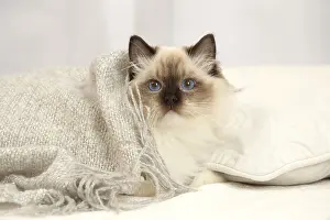 Ragdoll: Ragdoll cat indoors