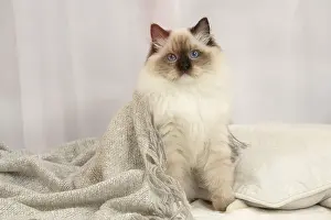 Ragdoll: Ragdoll cat indoors