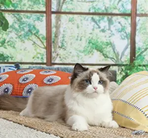 Ragdoll: Ragdoll cat indoors