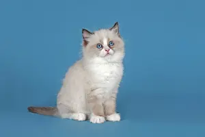 Ragdoll: Ragdoll cat, kitten, 9 weeks, Seal Mitted with blaze