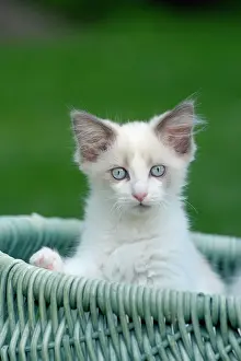 Ragdoll: Ragdoll cat, kitten in wicker basket