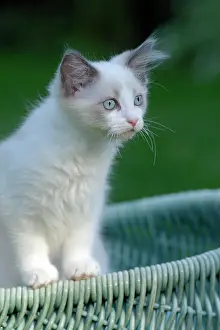 Concentration: Ragdoll cat, kitten in wicker basket