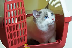 Carriers: Ragdoll Cat - looking out of cat basket