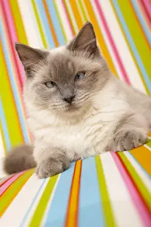 General: Ragdoll Cat lying on a multicoloured armchair