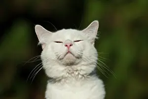Ragdoll: Ragdoll cat, portrait
