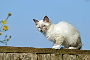Ragdoll: Ragdoll cat sitting on the edge of a fence