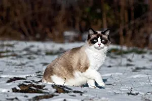 Ragdoll: Ragdoll cat sitting in the snow