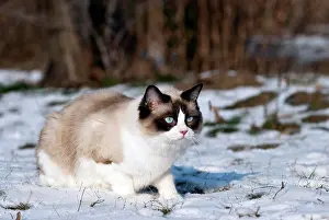 Ragdoll: Ragdoll cat sitting in the snow