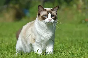 Ragdoll: Ragdoll cat standing on a meadow