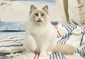280918: Ragdoll cat in the studio